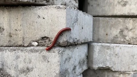 A brown millipede or Trigoniulus corallinus or rusty millipede Video stock 315347434