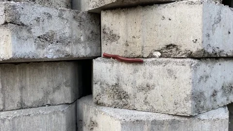 A brown millipede or Trigoniulus corallinus or rusty millipede Video stock 315347438