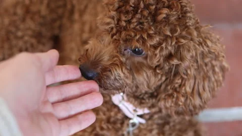 Brown mini puddle sniff hand. Video stock 267074470