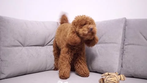 Brown Miniature Poodle On Gray Sofa. Stock Footage 301202843