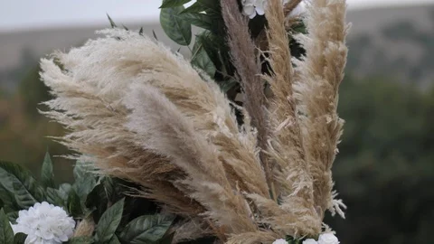 Brown miscanthus feathers waved by wind by green leaves Stock Footage 123514867