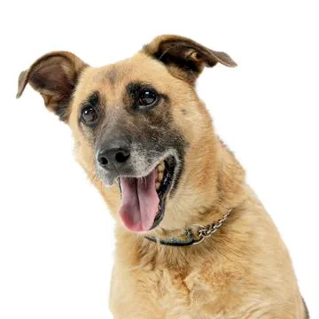 Brown mixed breed dog in a white studio Stock Photos