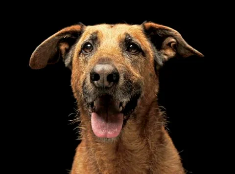 Brown mixed breed wired har dog portrait in dark studio Stock Photos