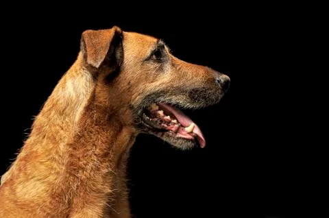 Brown mixed breed wired har dog portrait in dark studio Stock Photos