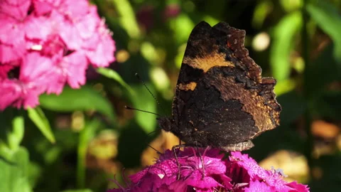 Brown Monarch Butterfly Stock Footage 142688090