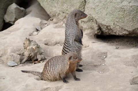 Brown mongoose bred in captivity Stock Photos