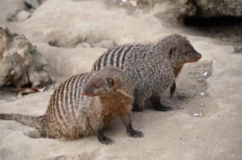 Brown mongoose bred in captivity Stock Photos