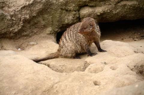 Brown mongoose bred in captivity Stock Photos