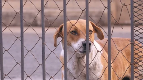 Brown mongrel dog barking from behind makeshift fence close shot Stock Footage 81416715
