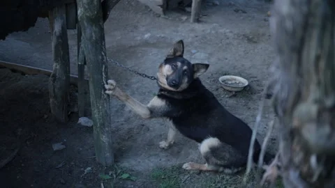 Brown mongrel dog chained to a chain in living conditions near her booth Stock Footage 197362422