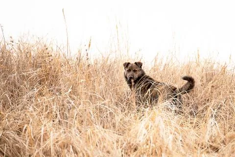 Brown mongrel on a spring day between yellow dried herbs looking at the camer Foto stock