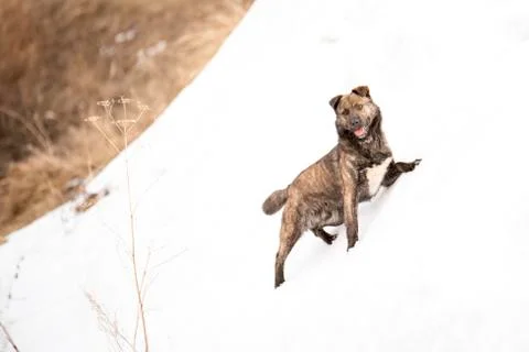 Brown mongrel on a spring day standing in the snow and looking at the camera Stock Photos