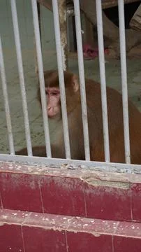 Brown monkey behind gray bars, red tiles below Foto stock