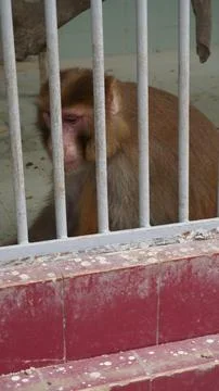 Brown monkey in cage with gray bars, looking down Foto stock