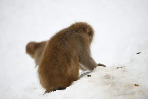 Brown monkey climbing snow-covered rock Foto stock