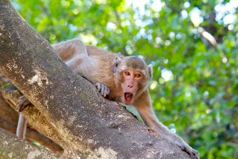 Brown monkey climbing on a tree Foto stock