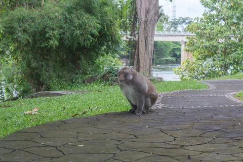 Brown monkey, Close-up monkey select focus, Asian monkey Stock Photos