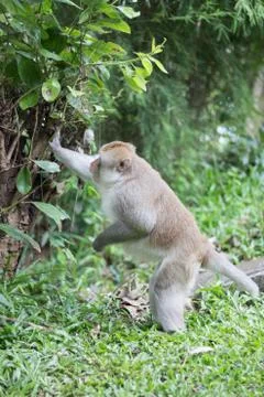 Brown monkey, Close-up monkey select focus, Asian monkeys Stock Photos