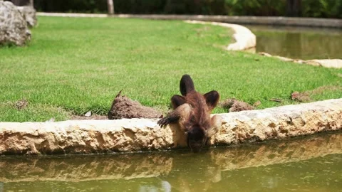 A brown monkey drinking some water from the pond in the park on a bright summer Stock Footage 206386023
