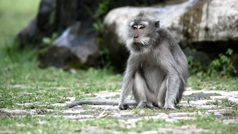 Brown monkey eating in the forest Stock Footage 153621044
