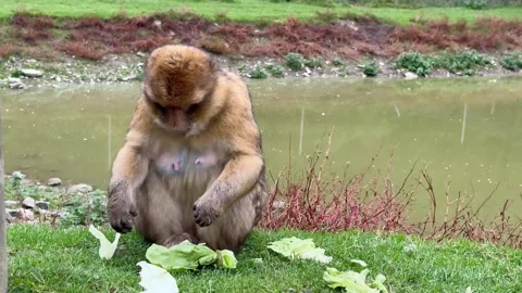 Brown monkey enjoys feeding by pond. Gentle rain and murky pond provide peaceful Stock Footage 327916548