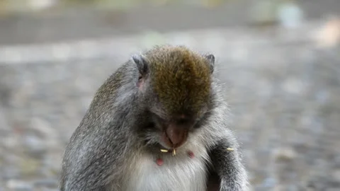 Brown monkey  in the forest Stock Footage 153622863