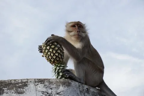 Brown Monkey holding a pineapple sitting on high stone against blue sky Stock Photos