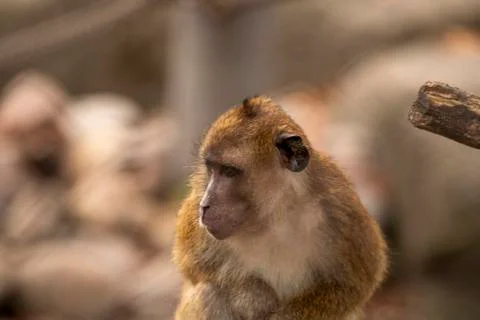 Brown monkey looking of camera playing Stock Photos
