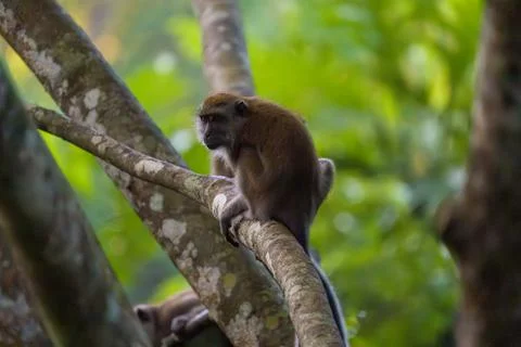 Brown monkey perches on tree branch Stock Photos