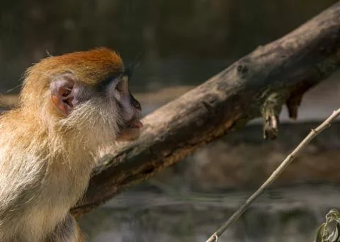 Brown monkey primate shows the tongue Stock Photos