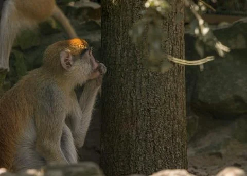 Brown monkey primate sitting in cage and eating Stock Photos