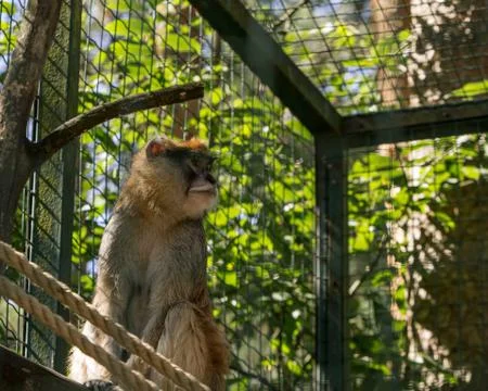 Brown monkey primate sitting in cage Stock Photos