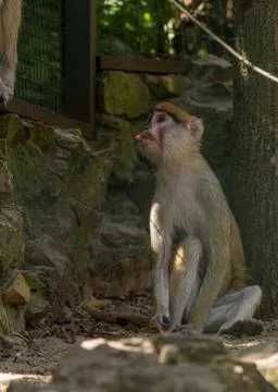 Brown monkey primate sitting in cage and eating Stock Photos