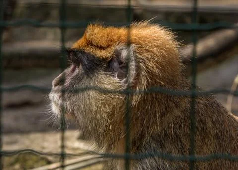 Brown monkey primate sitting in cage Stock Photos