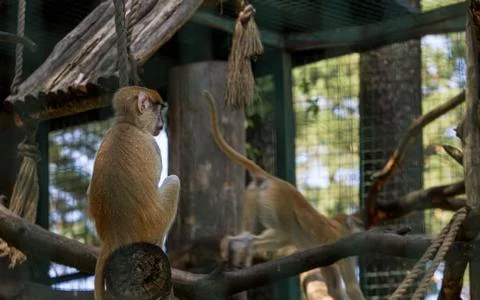 Brown monkey primate sitting on tree Stock Photos