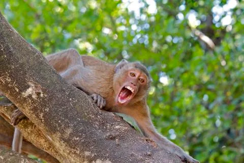 Brown monkey roar on a tree Stock Photos