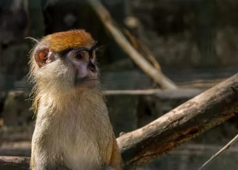 Brown monkey sad primate sitting in cage Stock Photos