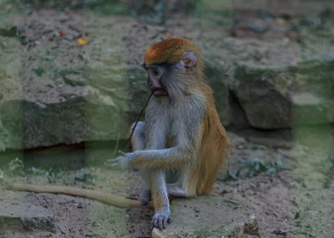 Brown monkey sad primate sitting in cage Stock Photos