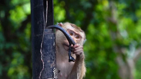 Brown monkey sitting in the park Stock Footage 87026935