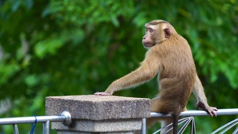 Brown monkey sitting in the park Stock Footage 87026989
