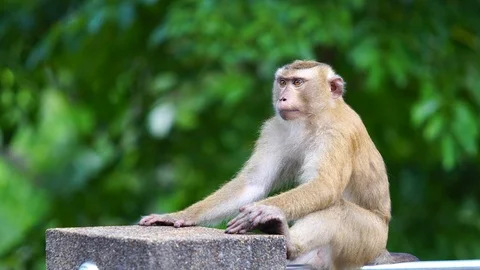 Brown monkey sitting in the park Stock Footage 87027015