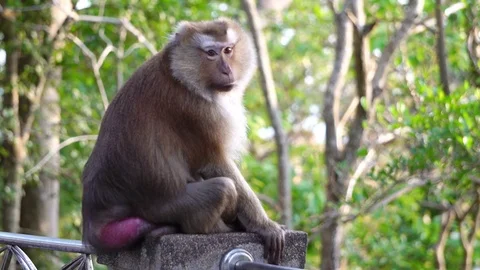 A brown monkey sitting in the park of Thailand. Stock Footage 76237792