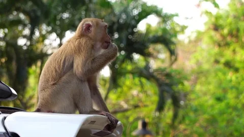 A brown monkey sitting in the park of Thailand. Stock Footage 76237794