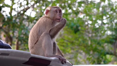 A brown monkey sitting in the park of Thailand. Stock Footage 76237801