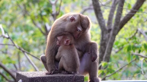 A brown monkey sitting in the park of Thailand. Stock Footage 76237803