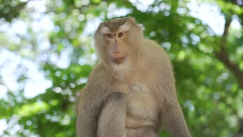 Brown Monkey sitting on the wall  Stock Footage 156817005