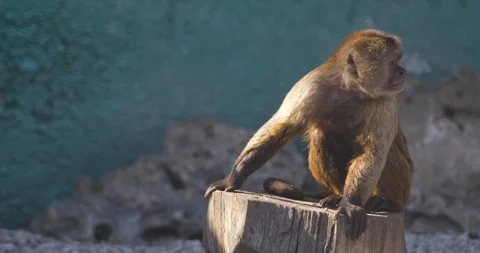 The brown monkey smiles. Capuchin. Stock Footage 88866997