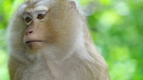 The Brown monkey on the tree in a tropical forest tree. Stock Footage 156814143