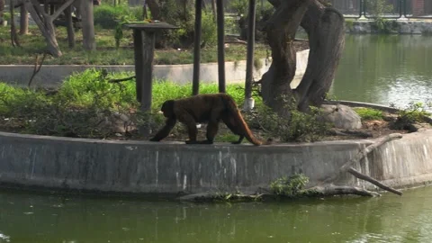 A brown monkey walking along the edge of a park next to a water hole and sitting Stock Footage 158268009