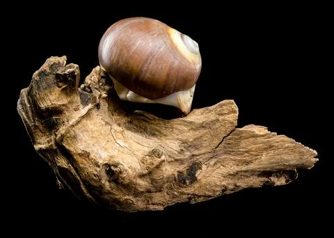 Brown Moon Snail Shell on black background Stock Photos